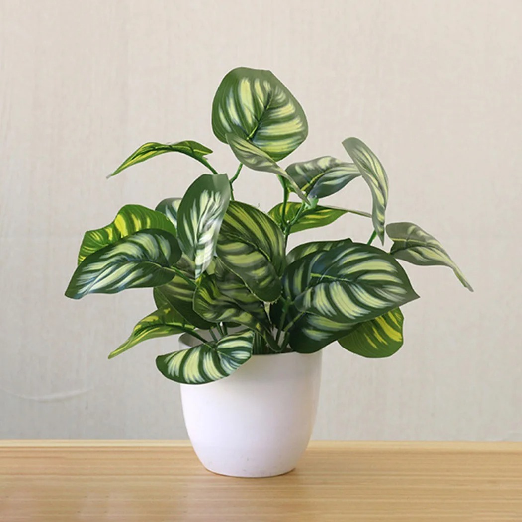 1 Buah Pot Tanaman Dedaunan Bu - Snake Plant ulasan dan harga